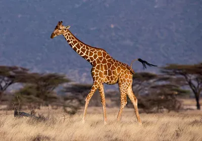 giraffe, genetics & genomics, CRISPR, gene editing, genome, physiology, hypertension, bone growth, techniques, mouse model giraffe, genetics & genomics, CRISPR, gene editing, genome, physiology, hypertension, bone growth, techniques, mouse model